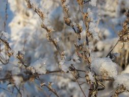 bush branches in the beautiful white snow in winter