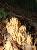 mushroom coral in forest