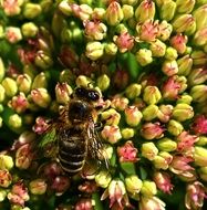 bee on yellow flowers
