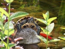 red-eared slider, turtle on stone above water