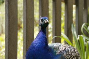 peacock near a wooden fence