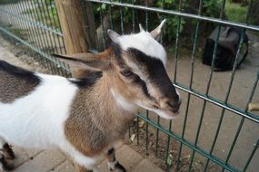 young goat in a zoo