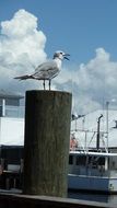 seagull in pier