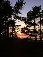 unusually beautiful trees sunset