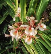 hedychium coronarium is a herbaceous plant