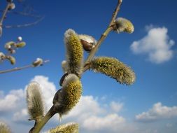 earrings on a willow branch