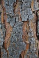 Natural tree bark of christmas tree close-up