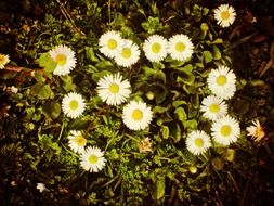 little spring daisies in the meadow