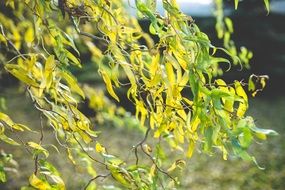 little yellow tree leaves in autumn