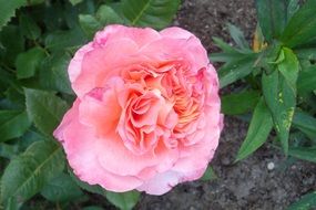 full pink rose in the garden