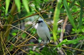 white bird in green thickets