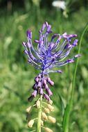 blue leopoldia flowers