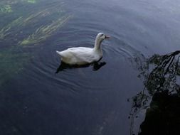 white goose on the water near the shore