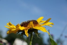 sun flower in the meadow