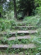 stairs in the forest