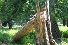 broken tree trunk in the forest