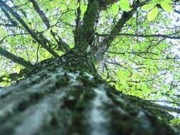 Bright green leaf tree