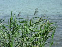 green reed near the water