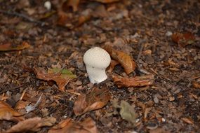 closeup photo of small white mushroom in the autumn forest