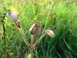 faded flowers in summer