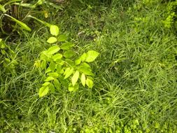 magnificent sapling weeds