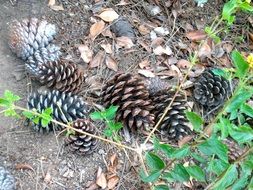 Pine cones on the ground with colorful leaves in autumn