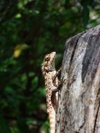 lizard reptile on the tree trunk