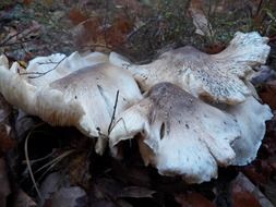 mushrooms toadstool