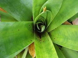 center of green plant, top view