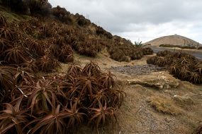 agave on the coast of Madeira