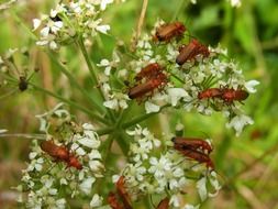 soldier beetles feeding on blooming plant