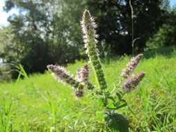 mentha suaveolen flowers