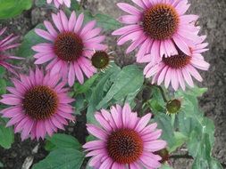 purple coneflowers