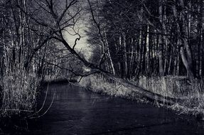 river among the forest in black and white background