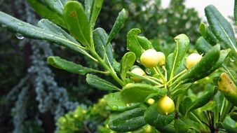 yellow fruits on a branch of a plant and dew drops