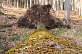 Tree trunk with yellow moss