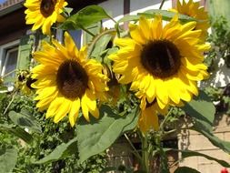 decorative sunflower in the yard