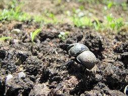 beetle on the ground close-up on blurred background