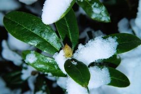 rhododendron leaves in snow