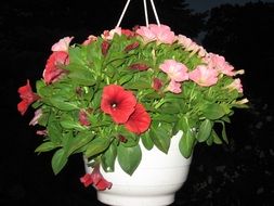 red and pink flowers in white pot