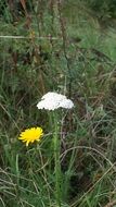 Yellow and white wild flowers