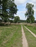 The road to the green pasture