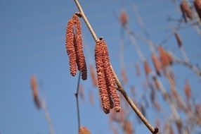 hazel in spring