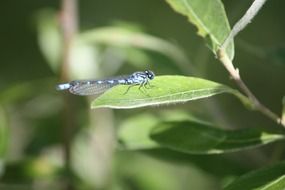 Dragonfly on the green leaf