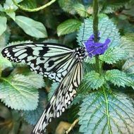 closeup picture of black and white butterfly on flower