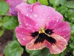 Beautiful colorful pansy flowers