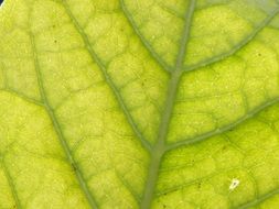 extraordinary beautiful spring green plant