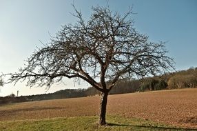 Lonely tree on a hill