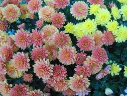 yellow autumn flowers