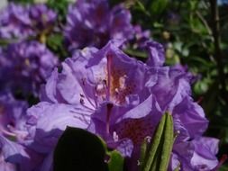 purple rhododendron close up